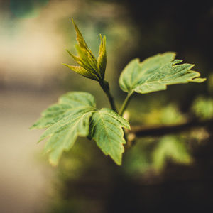 Meet your Posher, Jess